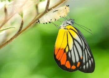 monarch butterfly emerging from cocoon