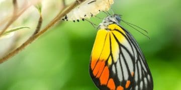 monarch butterfly emerging from cocoon