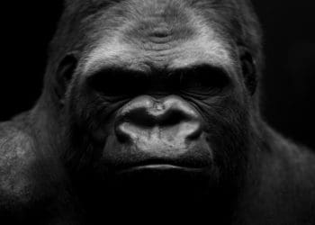 closeup of gorilla on black background