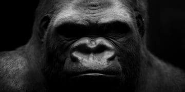 closeup of gorilla on black background
