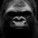 closeup of gorilla on black background