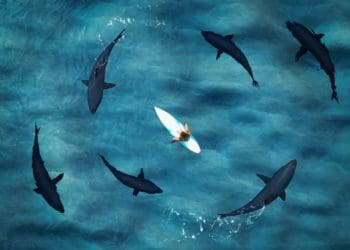 aerial view of surfer surrounded by sharks