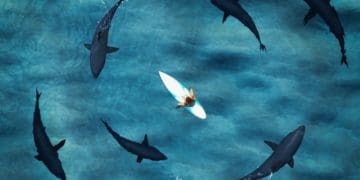 aerial view of surfer surrounded by sharks