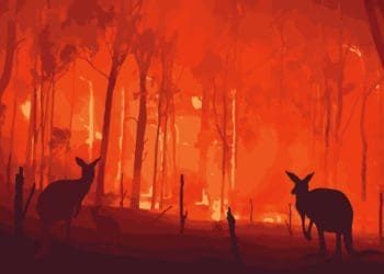 kangaroos in wildfire in australia
