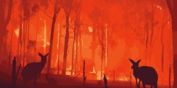 kangaroos in wildfire in australia
