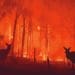 kangaroos in wildfire in australia