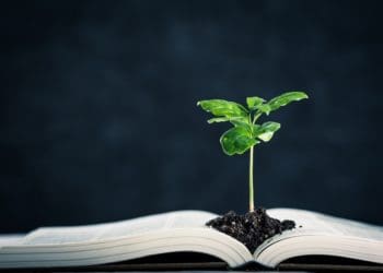 young plant growing from law book