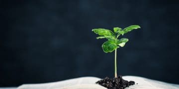 young plant growing from law book