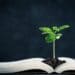 young plant growing from law book