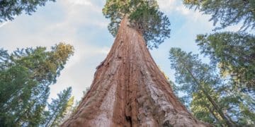 giant sequoia tree viewed from the ground