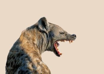 snarling hyena on neutral background