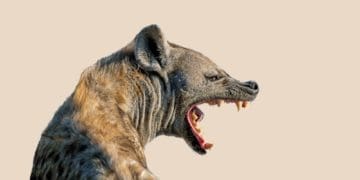 snarling hyena on neutral background