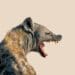 snarling hyena on neutral background