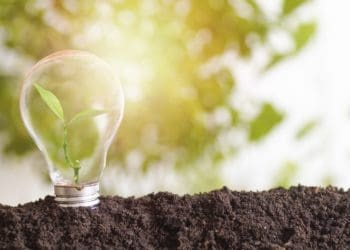 lightbulb planted in dirt with plant growing inside