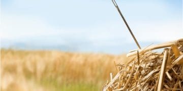 needle in a haystack outside