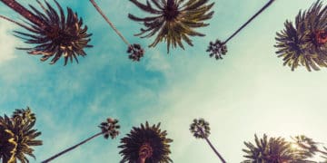 Ant's eye view of palm trees.