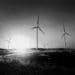 A wind farm stands before the setting sun in black and white.