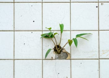 PLant growing out of crack in the wall