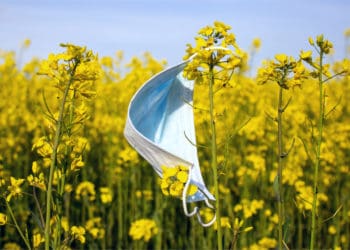 A covid mask is caught among wildflowers