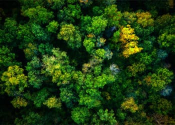 Birdseye view of a lush forest