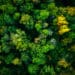 Birdseye view of a lush forest