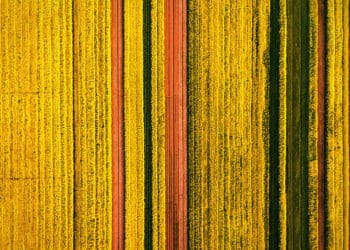 Bird's-eye view of strips of crops, somewhat resembling data visualization