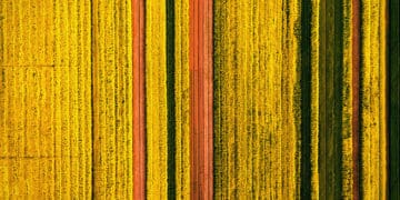 Bird's-eye view of strips of crops, somewhat resembling data visualization