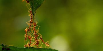 Ants work together to lift a leaf