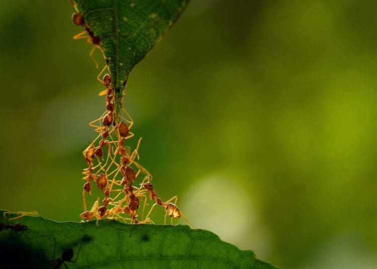 Ants work together to lift a leaf