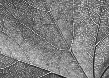 a close up of a leaf in black and white