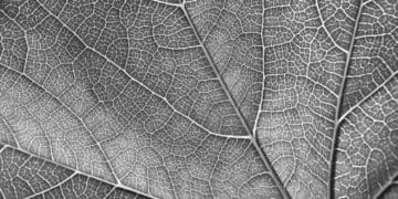 a close up of a leaf in black and white