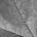 a close up of a leaf in black and white