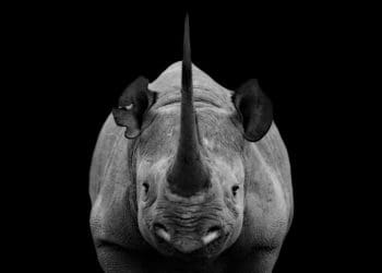 A rhino (symbol of risk) sits in profile in black and white.