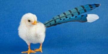 a chick with blue jay feathers