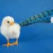 a chick with blue jay feathers