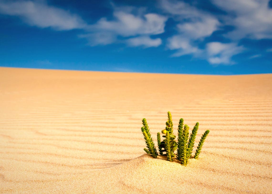 A plant grows in the middle of the desert