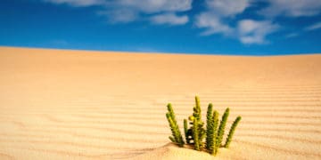 A plant grows in the middle of the desert