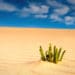 A plant grows in the middle of the desert