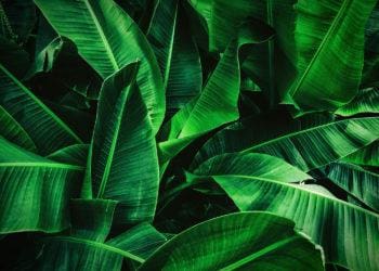 jungle leaves