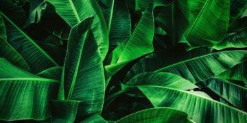 jungle leaves