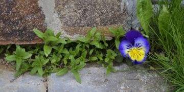 flower growing between stones resilience concept