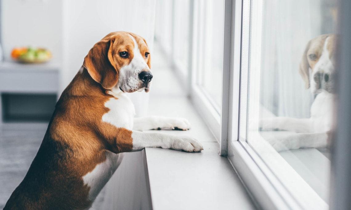 sad dog awaits owners return