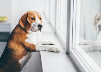 sad dog awaits owners return