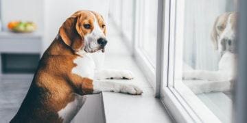 sad dog awaits owners return