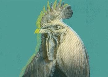 chicken price fixing post