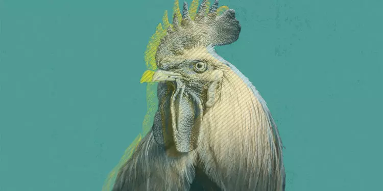 chicken price fixing post