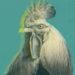chicken price fixing post