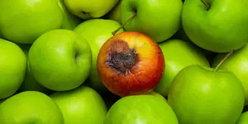 bad apples