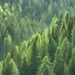 Pine forest
