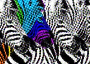 diversity zebras